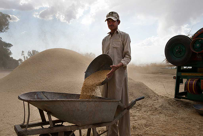 Threshing Wheat, Pakistan