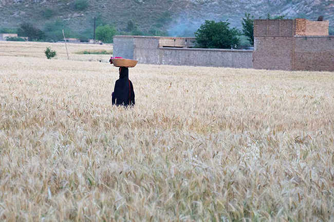 Wheat Field, Pakistan