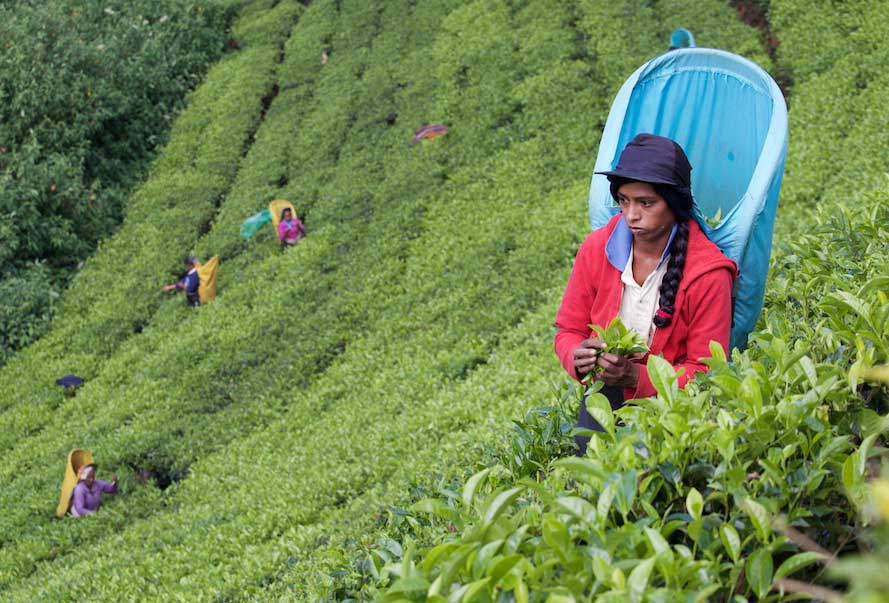 Tea Fields, Sri Lanka 