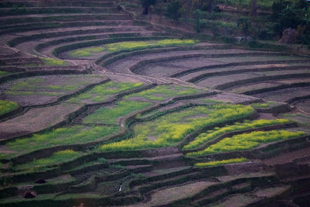 Rice Field, Nepal