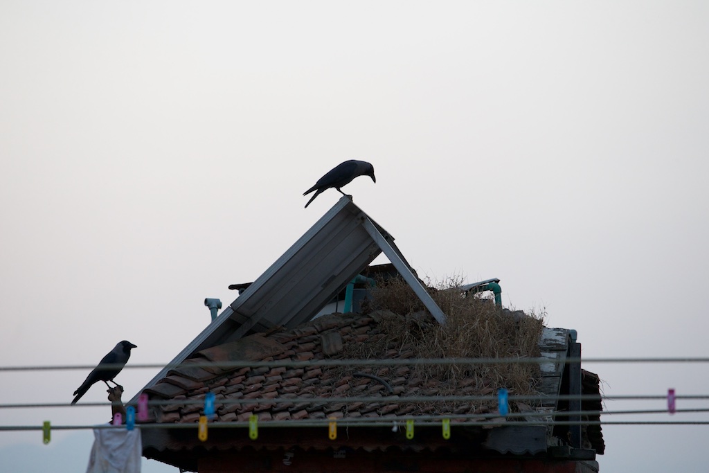 Crows, Nepal