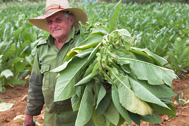 Tobacco-Vinales-Havana-2-17- C26O0587.jpg