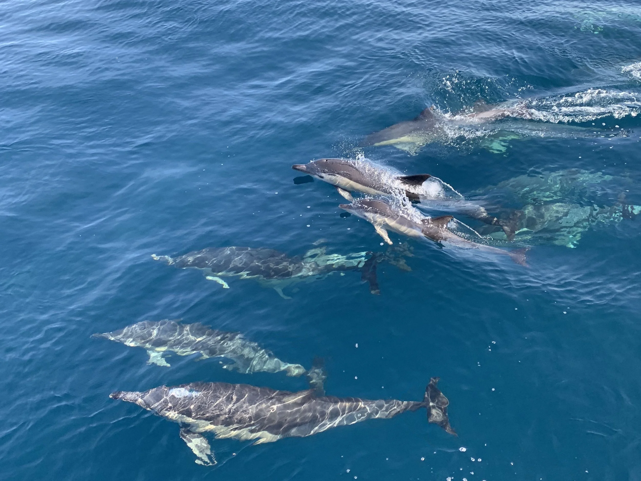  Spot incredible wildlife during the cruise 
