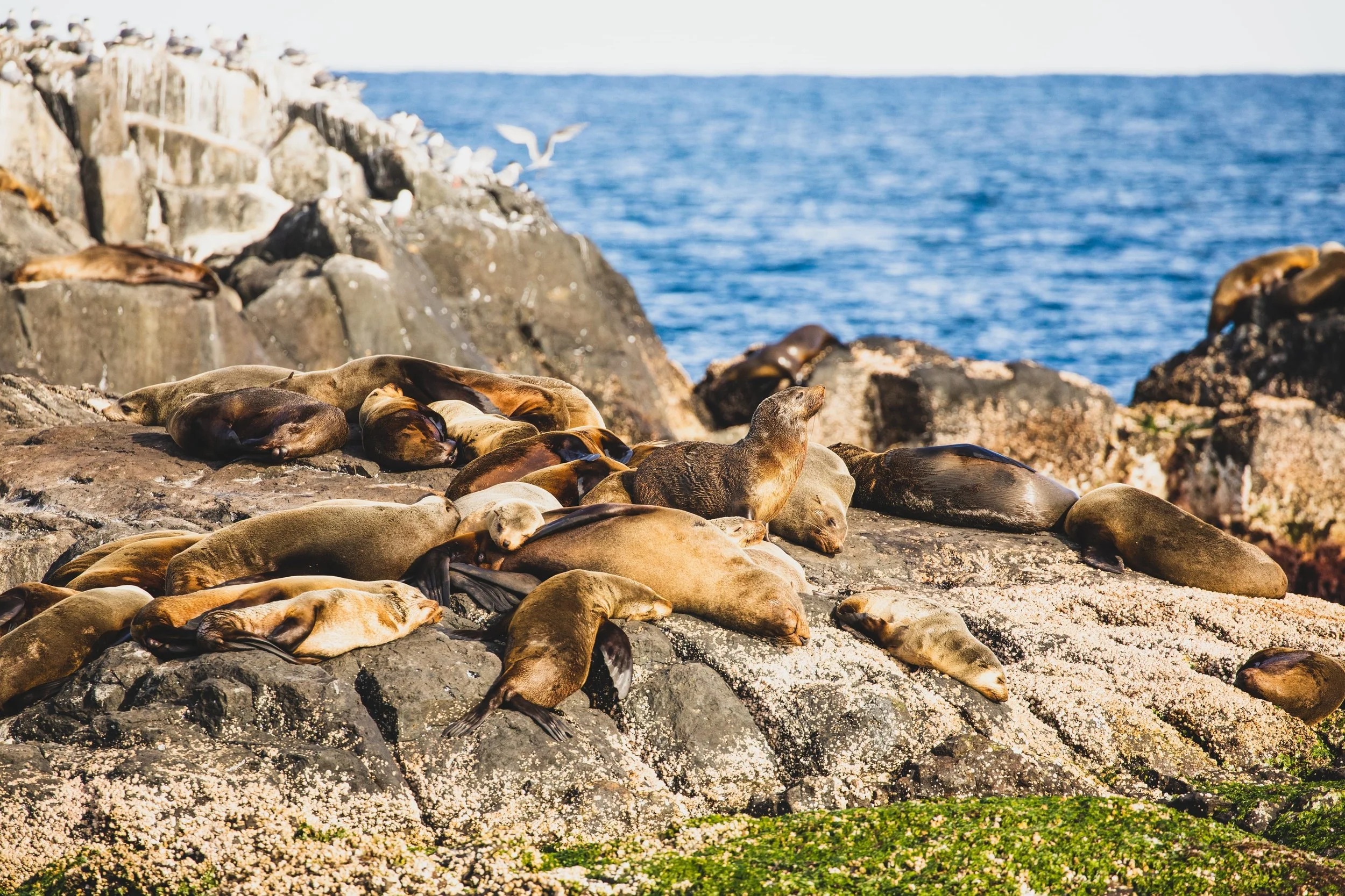  Spot incredible wildlife during the cruise | Photo credit: Destination NSW 