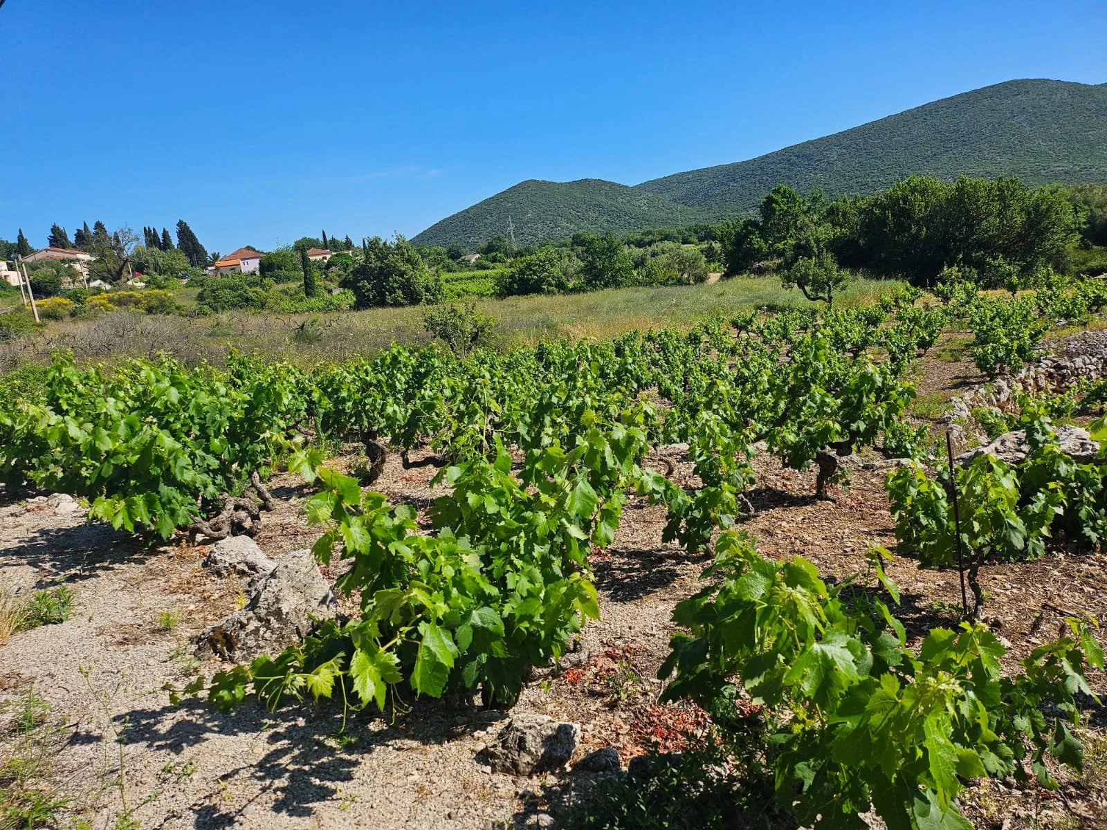 Wine Day