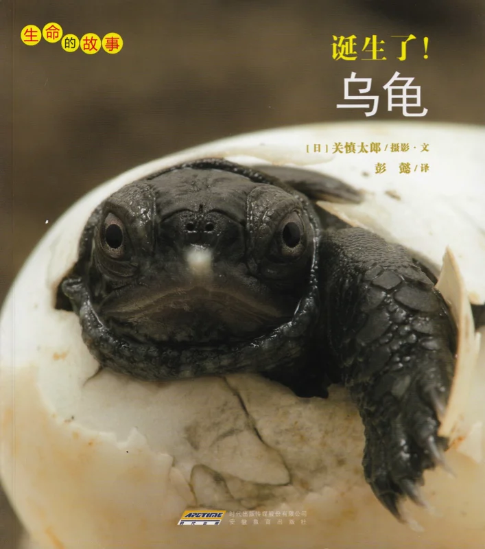 乌龟.jpg