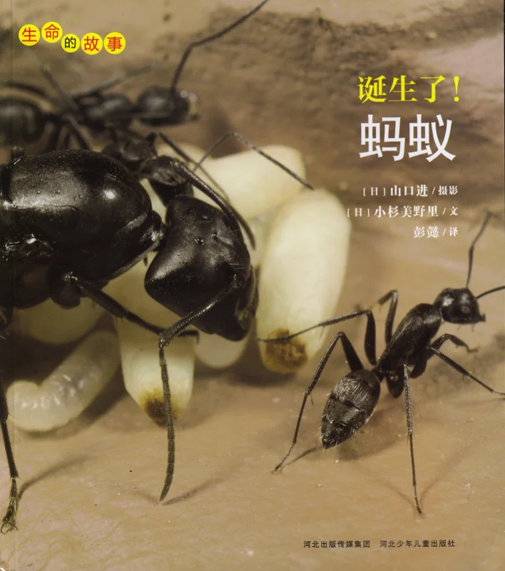 蚂蚁.jpg