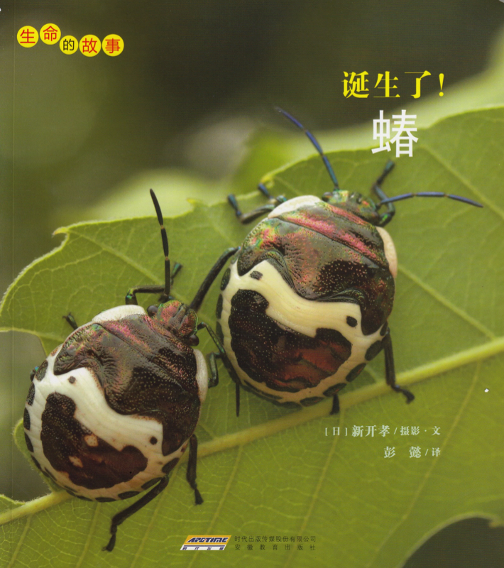 蝽.jpg