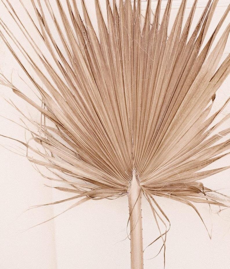 Giant Dried Palm Frond
