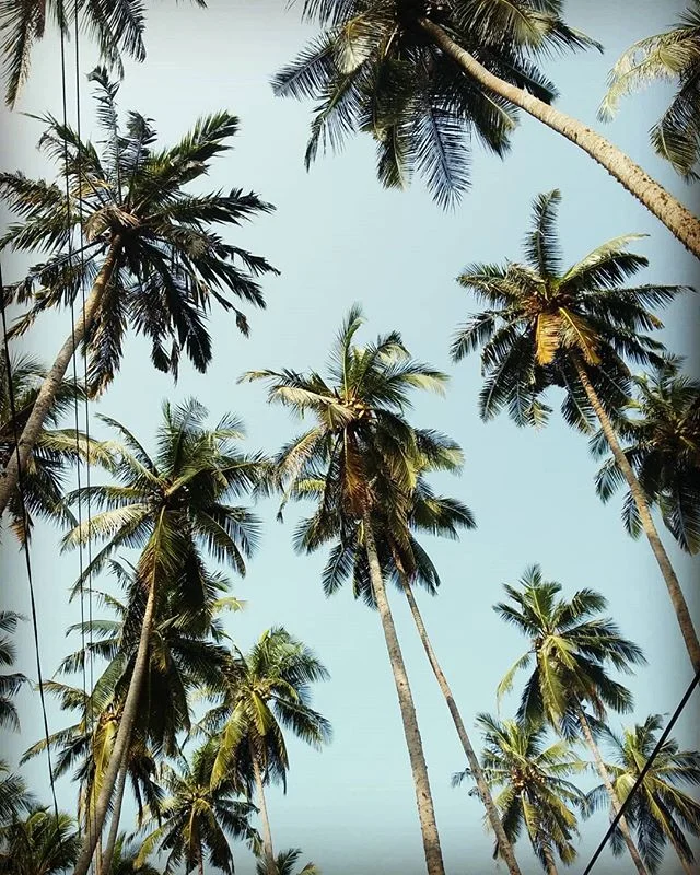 🌴 🌴 🌴 
#lookup #tropical #islandvibes #momentsofmine #flashesofdelight #myeverydaymagic #theslowdowncollective #livefullyalive #lankalife #elevateeveryday #palmtrees #thehappynow