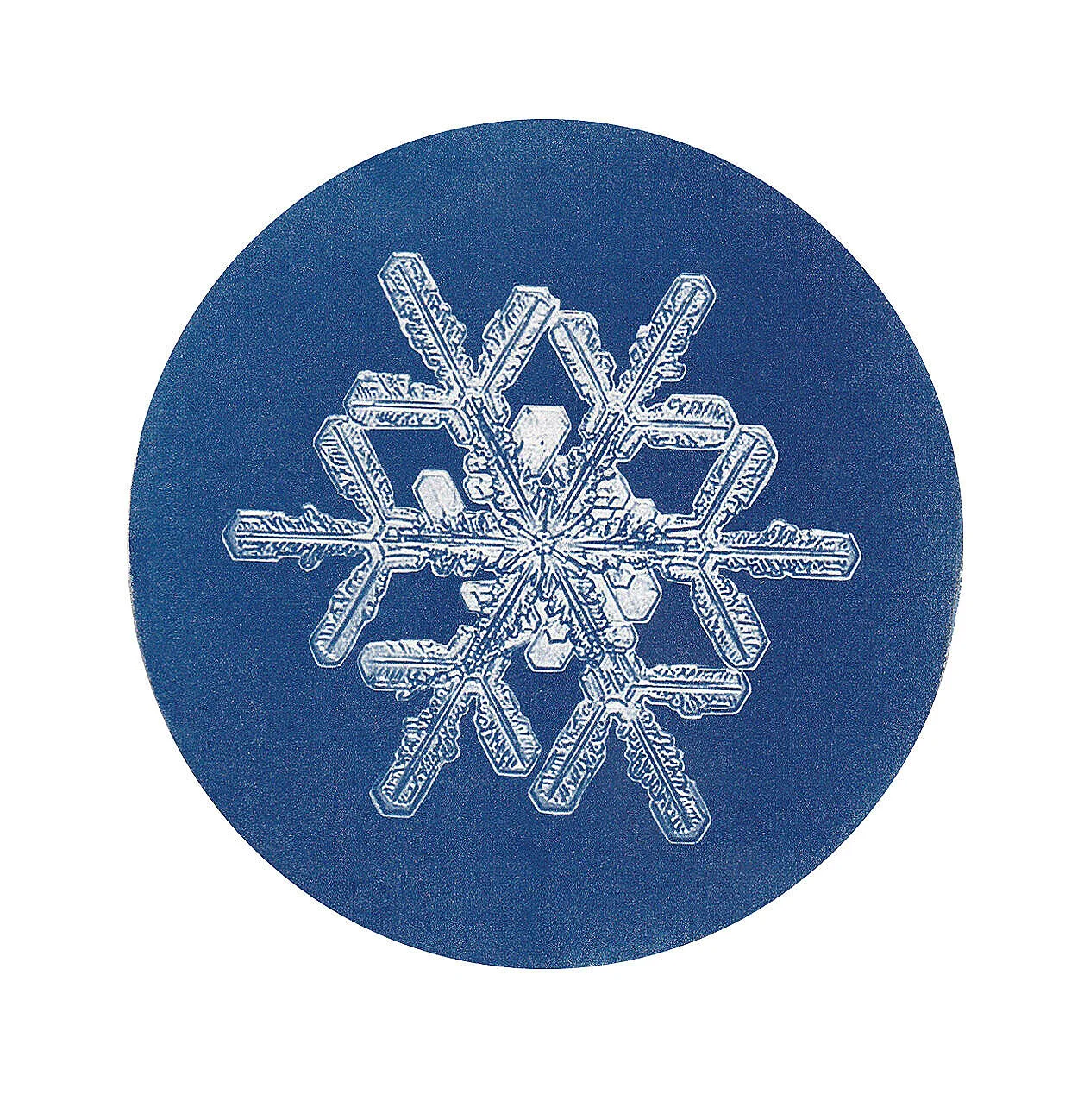 Frostrose on blue back