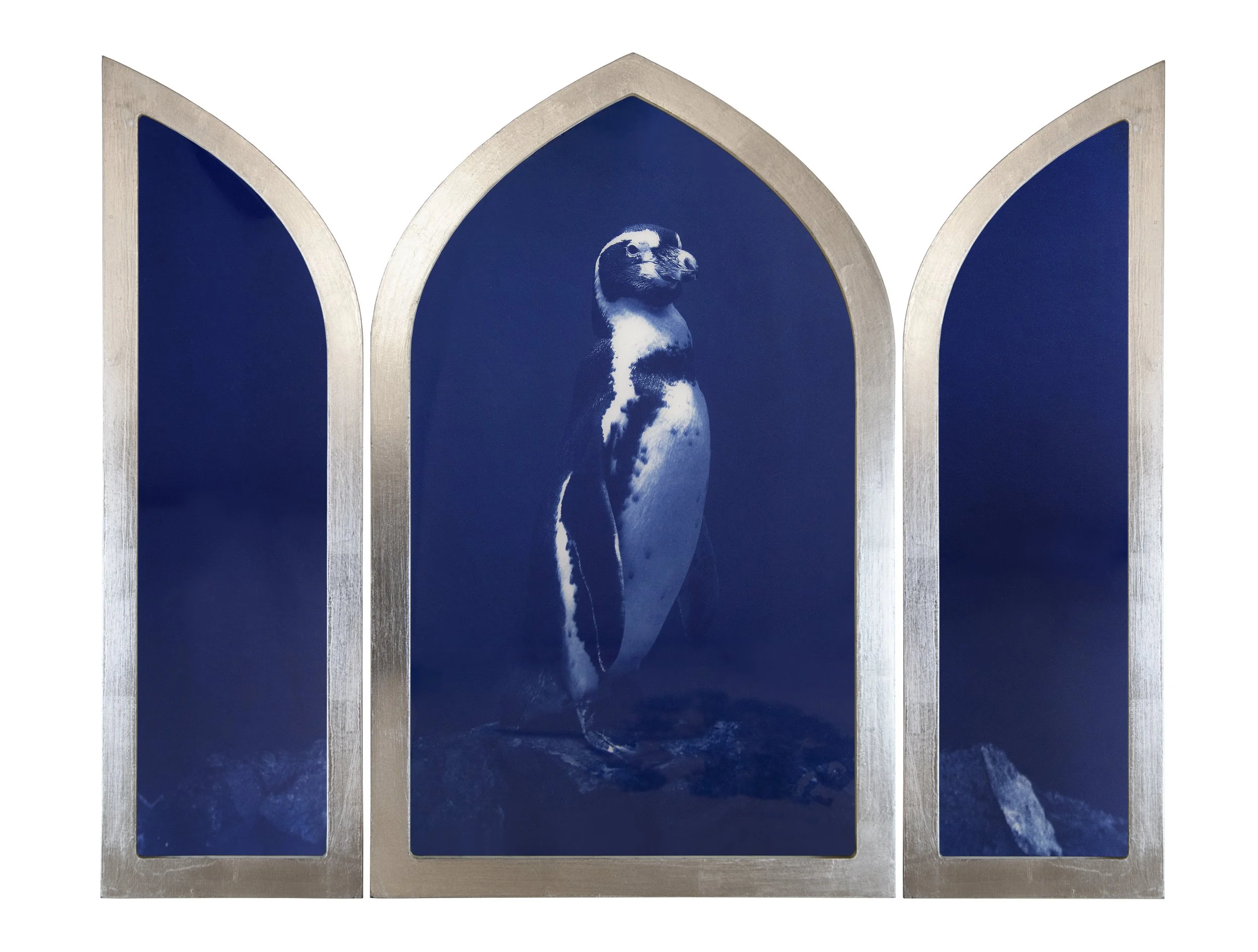 Galapagos Penguin