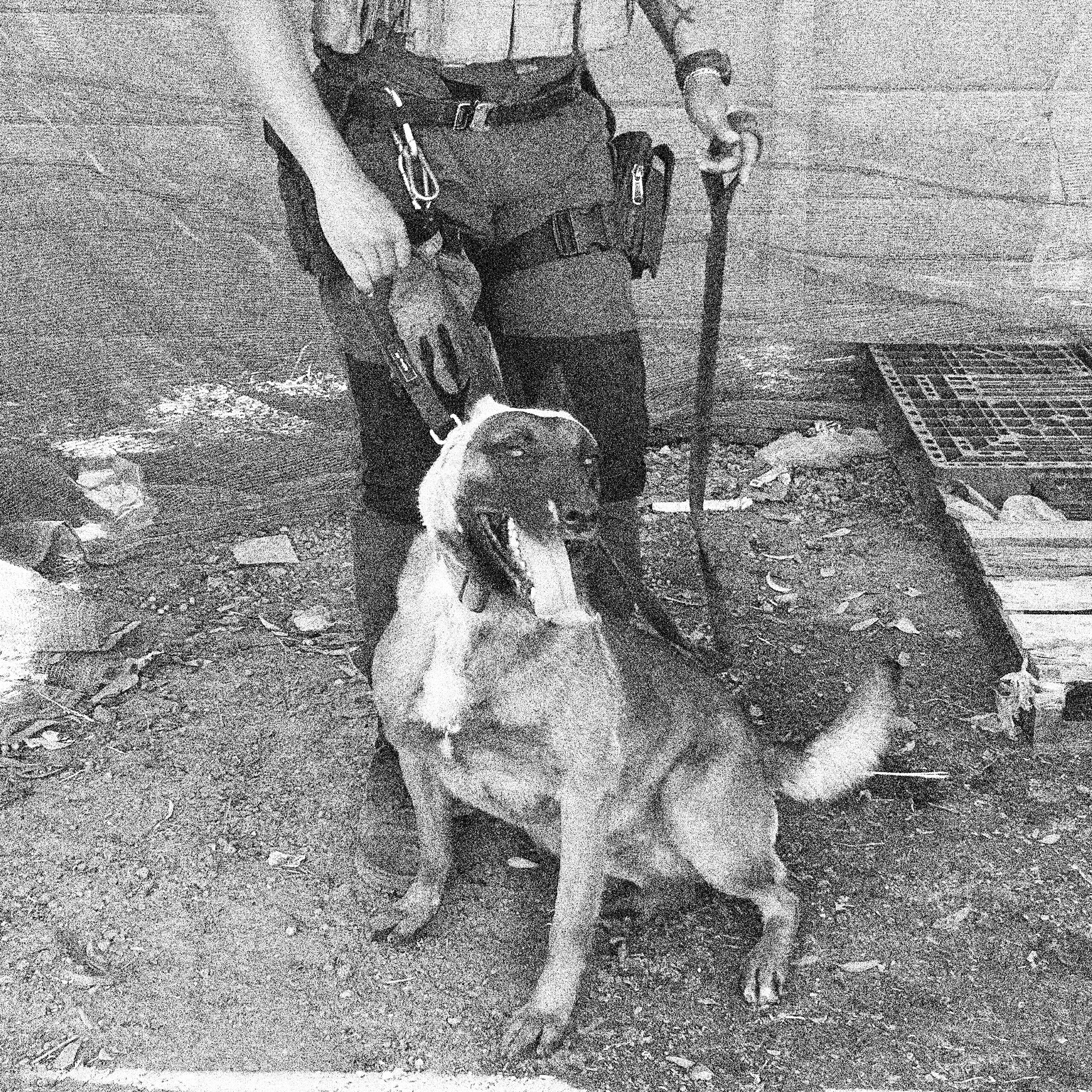 "Bruno" (Patrol)