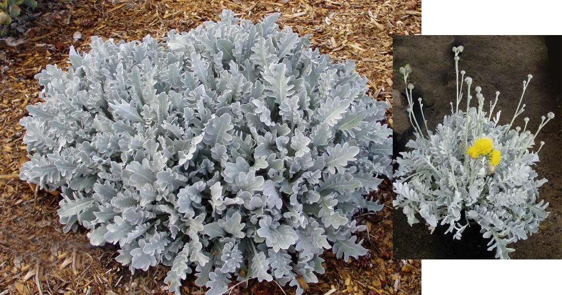 Centaurea ragusina