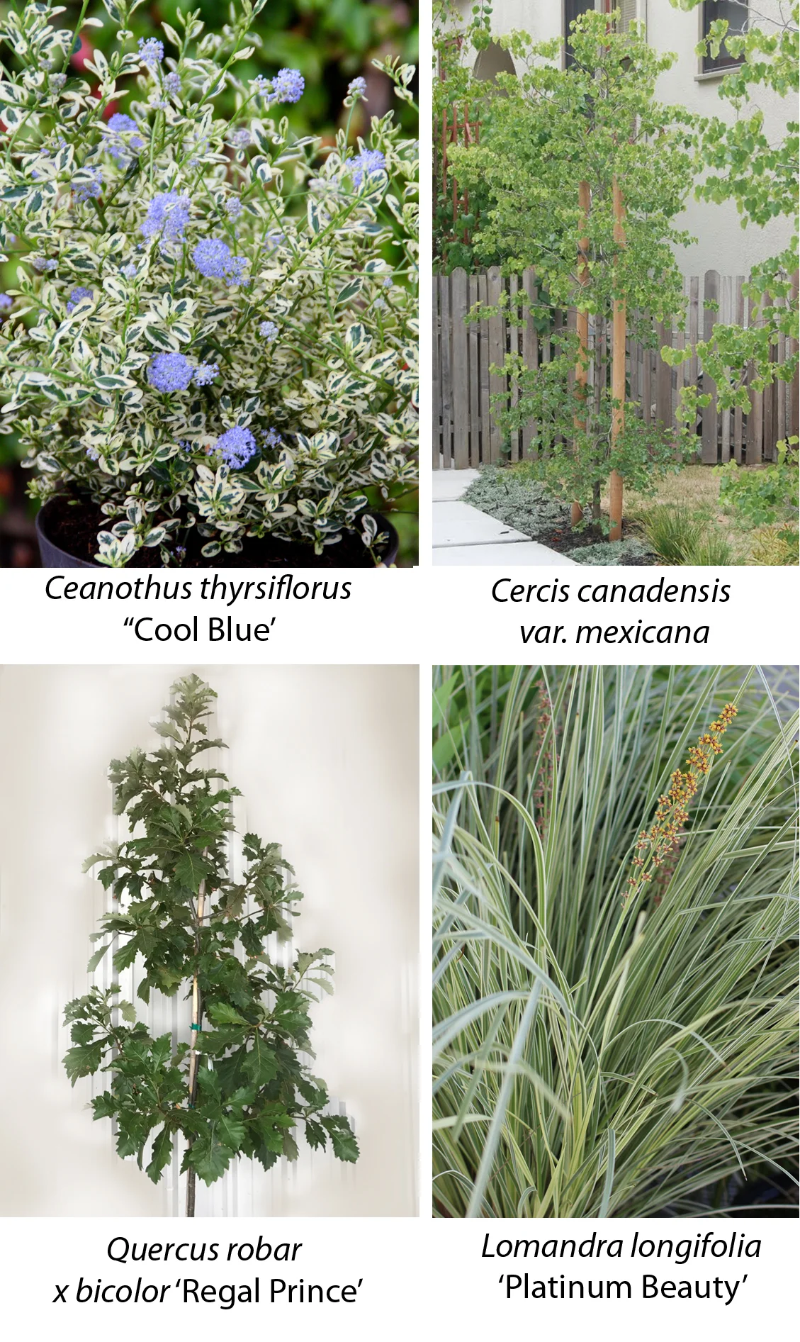Ceanothus_composite.jpg