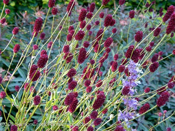 Sanguisorba officinalis Credit: Digging Dog Nursery