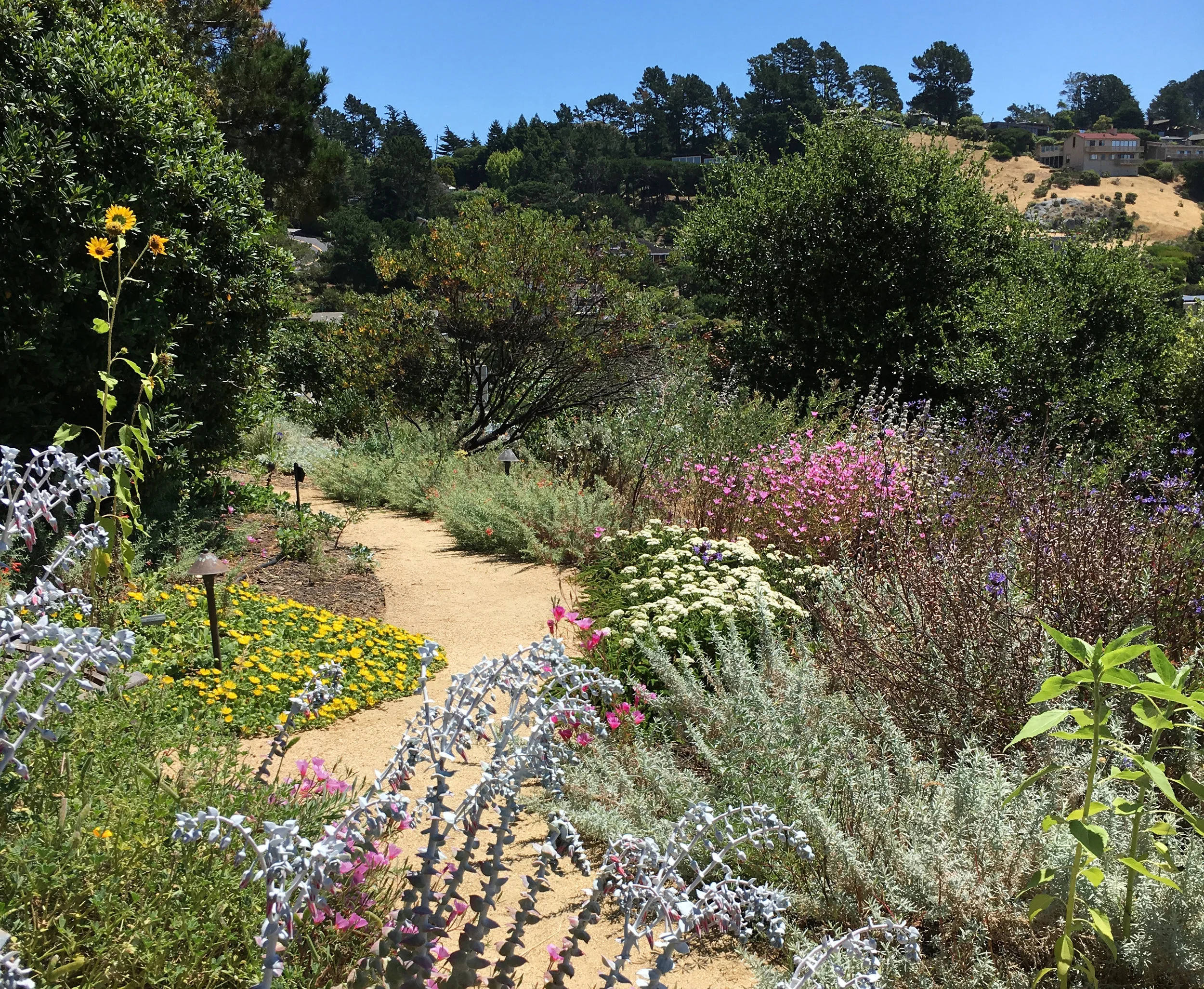 Kelly Kilpatrick designed this waterwise California-native garden in Tiburon. Photo: Kelly Kilpatrick