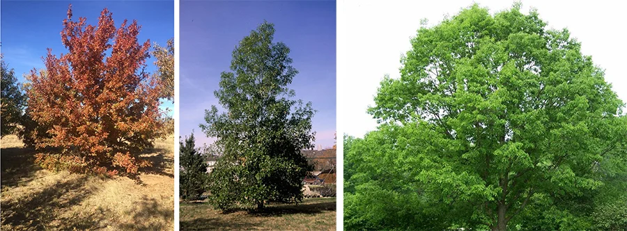 Chisos Oak; Canby Oak; Chinquapin Oak