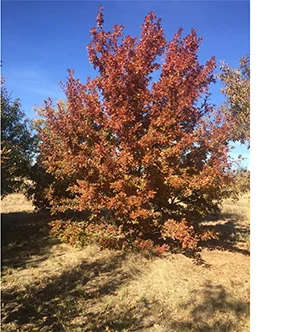oak1.jpg