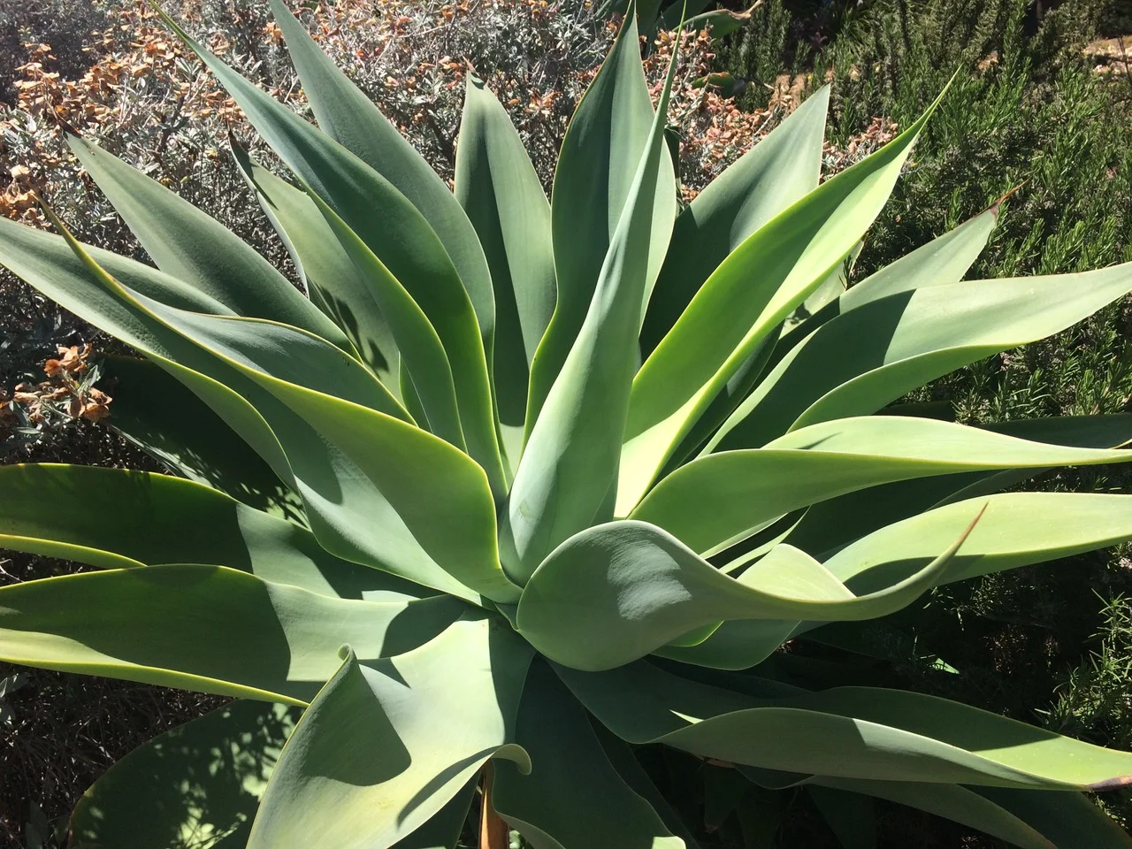 Agave attenuata.jpeg