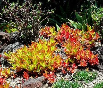 Crassula capitella , ‘Campfire’, CAMPFIRE CRASSULA Photo courtesy of San Marcos Growers .
