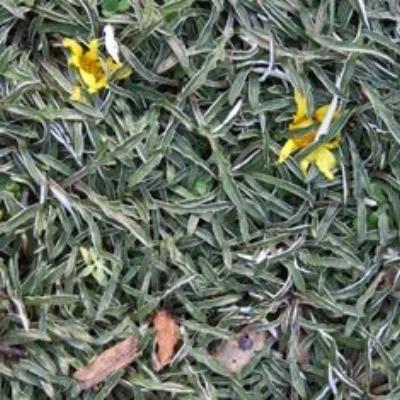Dymondia margaretae , SILVER CARPET Photo courtesy of Bamboo Pipeline .