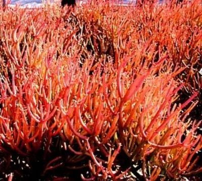 Euphorbia tirucalli ’Sticks on Fire’, RED PENCIL TREE Photo courtesy of San Marcos Growers .