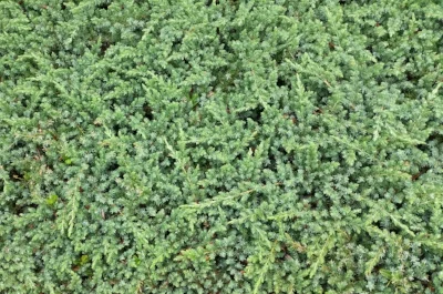 Juniperus (low growing varieties) time for a comeback? Photo courtesy of Village Nurseries .