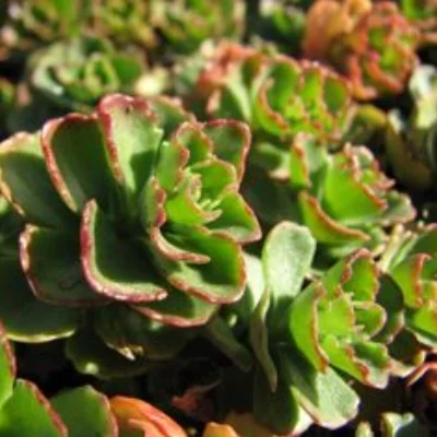Sedum spurium cvs., DRAGON'S BLOOD Photo courtesy of Bamboo Pipeline .