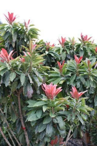 Eriobotrya deflexa BRONZE LOQUAT. Photo courtesy of Devil Mountain Wholesale Nursery .