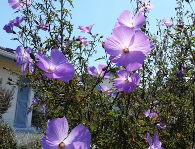 Alyogyne huegelii , BLUE HIBISCUS Photo courtesy of Village Nurseries .