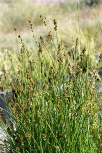 Carex praegracilis , CALIFORNIA FIELD SEDGE Photo courtesy of Devil Mountain Wholesale Nursery .