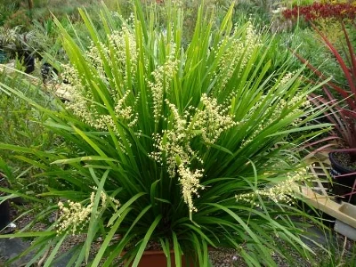 Lomandra hystrix ‘Tropicbelle’ Photo courtesy of Tuffy Plant Collection .