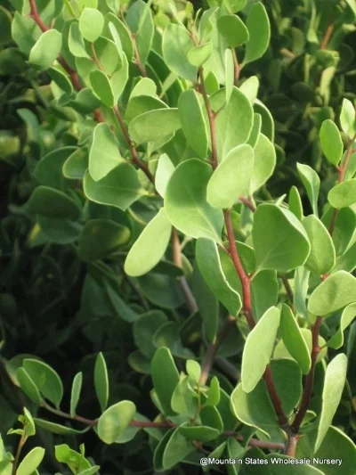 Maytenus phyllanthoides , MANGLE DULCE Photo courtesy of Mountain States Wholesale Nursery .