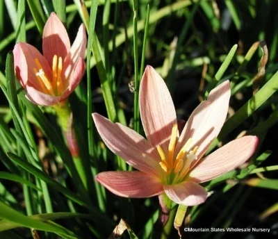 Zephyranthes x 'Prairie Sunset', PEACH RAIN LILY Photo courtesy of Mountain States Wholesale Nursery .