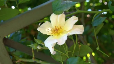 Rosa chinensis ‘Mutabilis’ (Butterfly Rose). Photo courtesy of Katrina Combs.