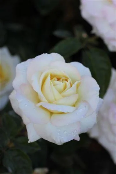 Rosa ‘Peace’ (Hybrid Tea Rose) Photo courtesy of Devil Mountain Wholesale Nursery .
