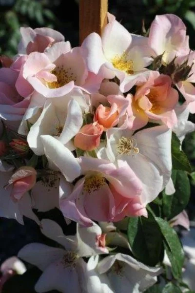 Rosa ‘Sally Holmes’ (Sally Holmes Climbing Rose) Photo courtesy of Devil Mountain Wholesale Nursery .