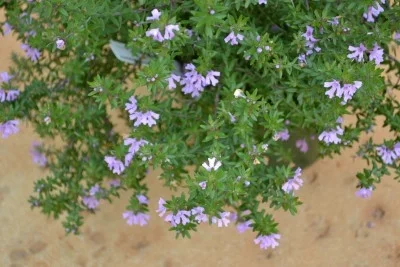 Westringia fruticosa ‘Blue Gem’ (Blue Gem Coast Rosemary) Photo courtesy of DIG Plant Co .