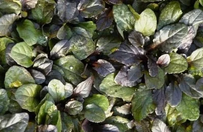 Ajuga Bronze Beauty-emerisa gardens.jpg