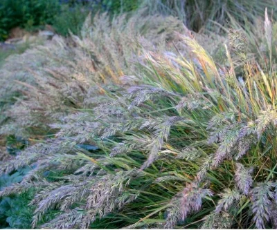 Calamagrostis foliosa , MENDOCINO REED GRASS Photo courtesy of Emerisa Gardens .