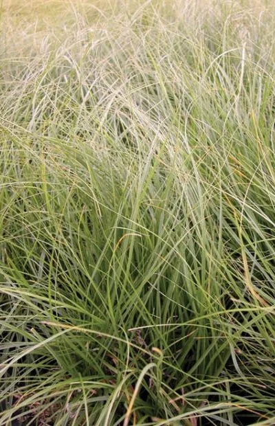 Carex pansa , DUNE SEDGE Photo courtesy of Emerisa Gardens .