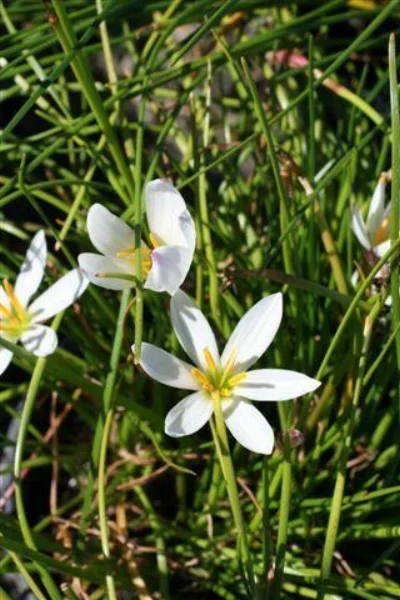 Zephyranthes candida , FAIRY LILY Photo courtesy of Devil Mountain Wholesale Nursery .
