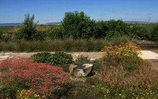 A bird shower, set in a pollinator garden, with a backdrop of big sky and the Vaca hills. Photo courtesy of Jennifer Jewell.