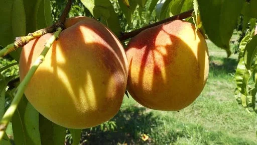 Peach Tree with Peaches on Last Year’s Growth. Photo courtesy of Chuck Ingels of UC Cooperative Extension.