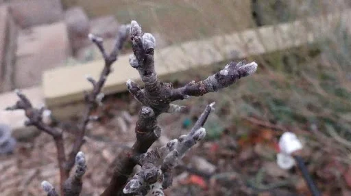 Apple Tree with Spur. Photo courtesy of Chuck Ingels of UC Cooperative Extension.