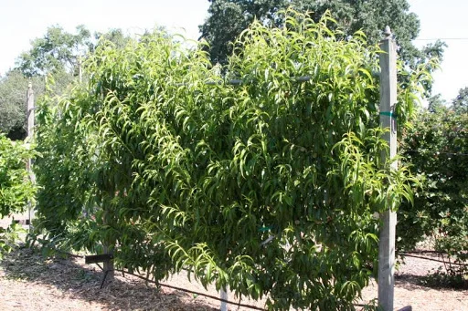 Before pruning. Photo courtesy of Chuck Ingels of UC Cooperative Extension.