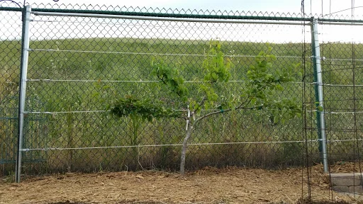 Trellis system. Photo courtesy of Chuck Ingels of UC Cooperative Extension.