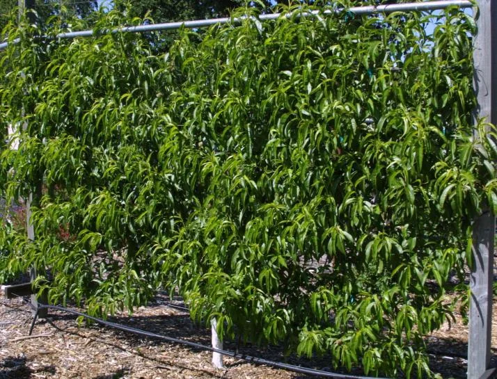 Espaliered peach. Photo courtesy of Chuck Ingels of UC Cooperative Extension.