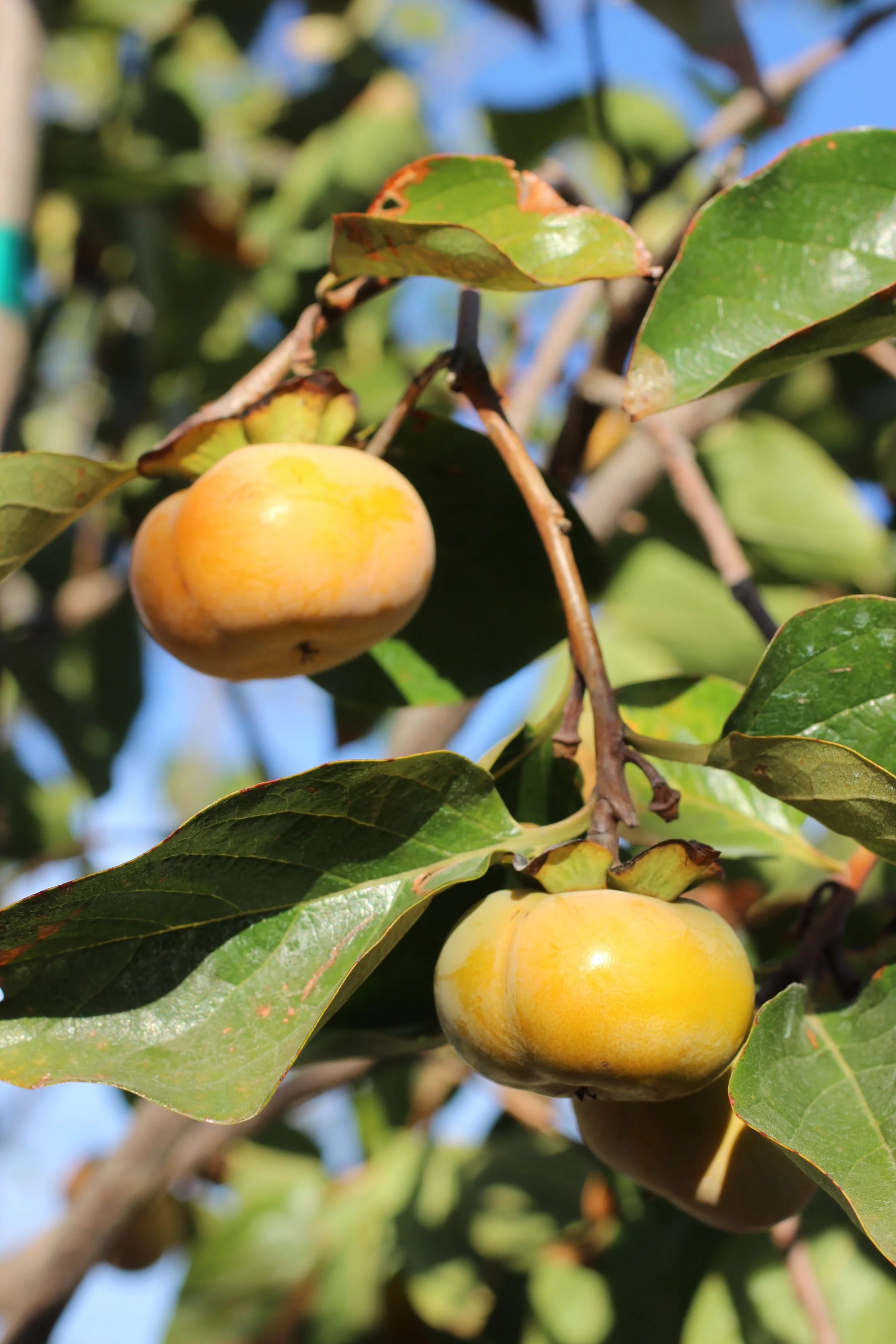 persimmon fuyu.jpg